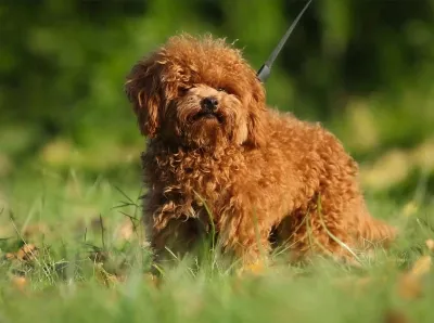 Teddy