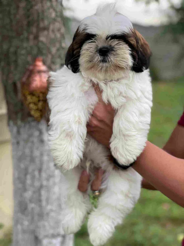 Meet Buster