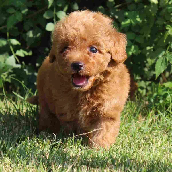 Meet Coco