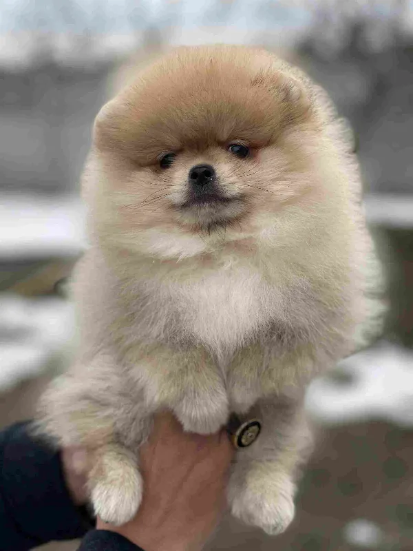 Pomeranian Izzy