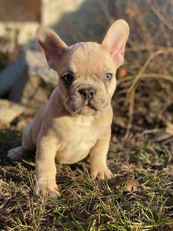 French Bulldog Mia