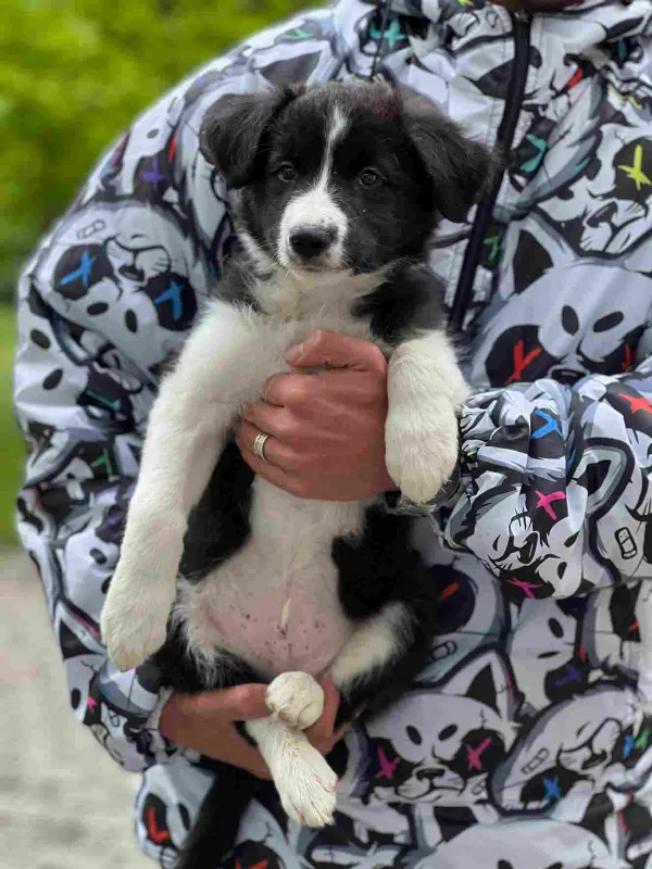 Border Collie Ranger