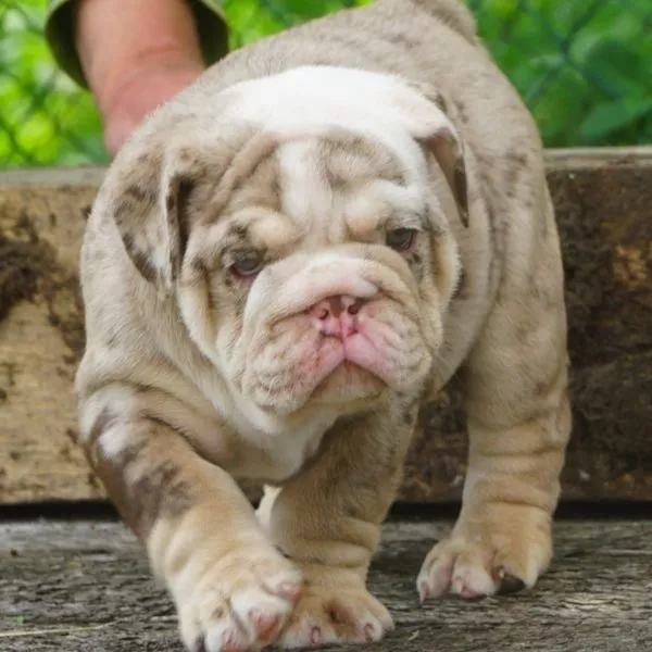 English Bulldog Benny