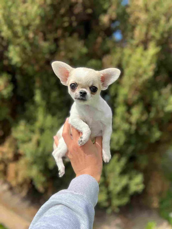 Chihuahua Mac