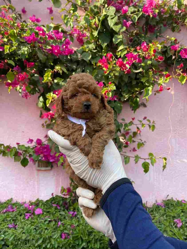 Poodle Ace