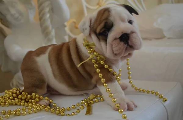 English Bulldog Bella
