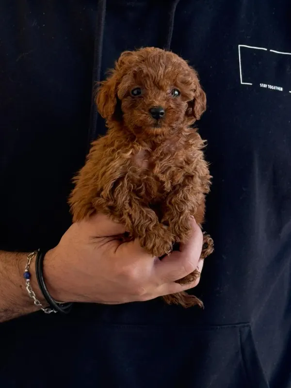 Poodle mailo