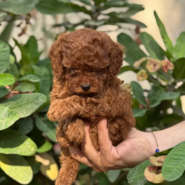 Poodle Alfredo