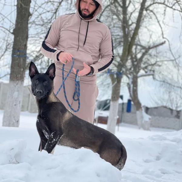 Belgian Malinois Kobe