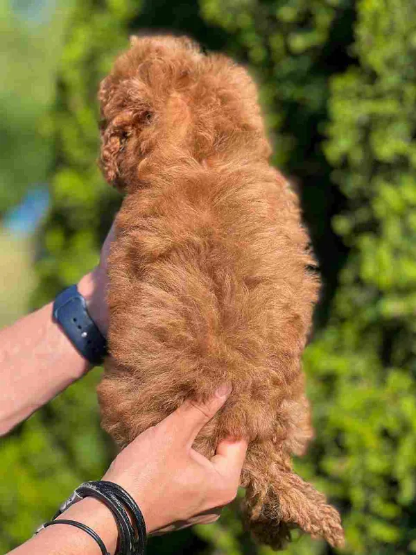 Poodle Ziggy