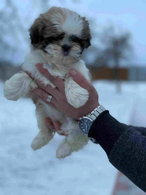Shih Tzu Luna