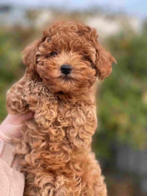 Poodle Ozzy