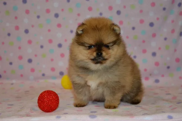 Pomeranian Buck