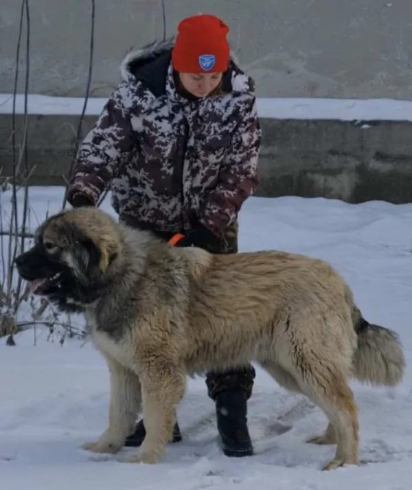 Caucasian Shepherd Mavrik