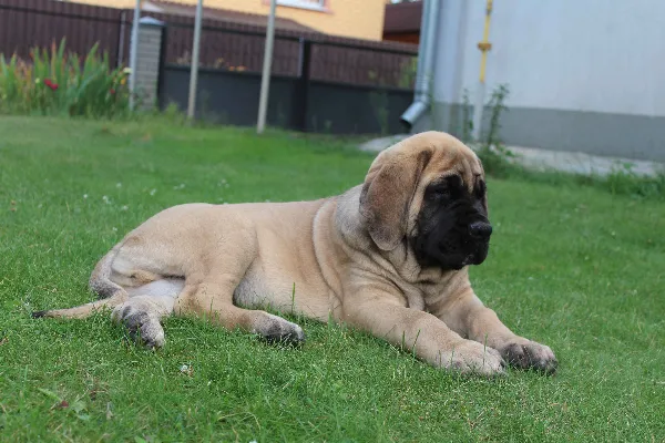 Old English Mastiff Harley