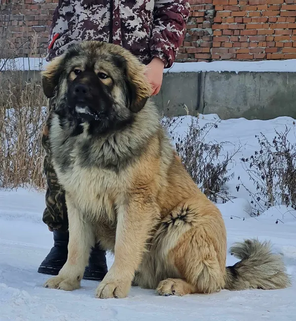 Caucasian Shepherd Mavrik