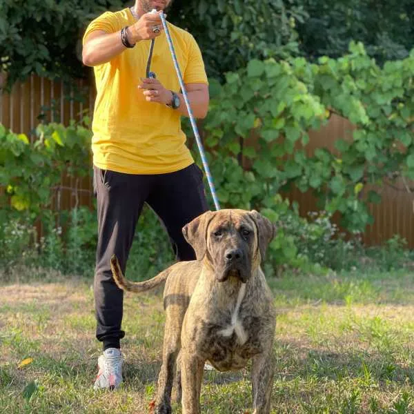 Perro de Presa Canario Jasper