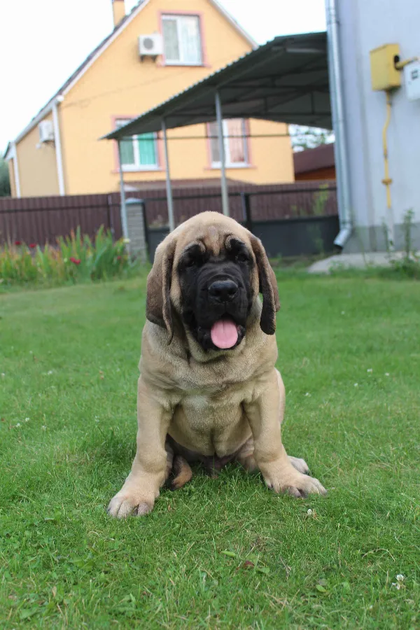 Old English Mastiff Harley