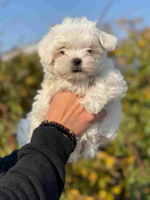 Meet Bear