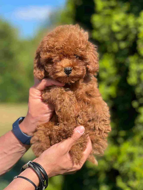 Poodle Ziggy
