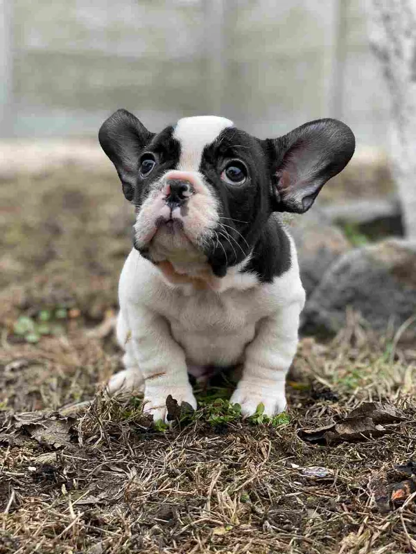 Meet Dexter