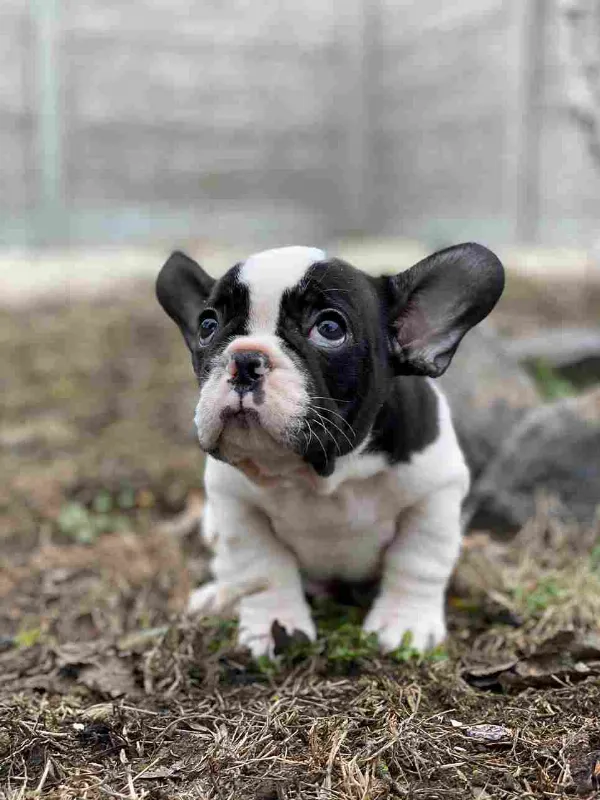French Bulldog Dexter