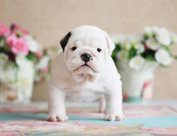 English Bulldog NELLIE