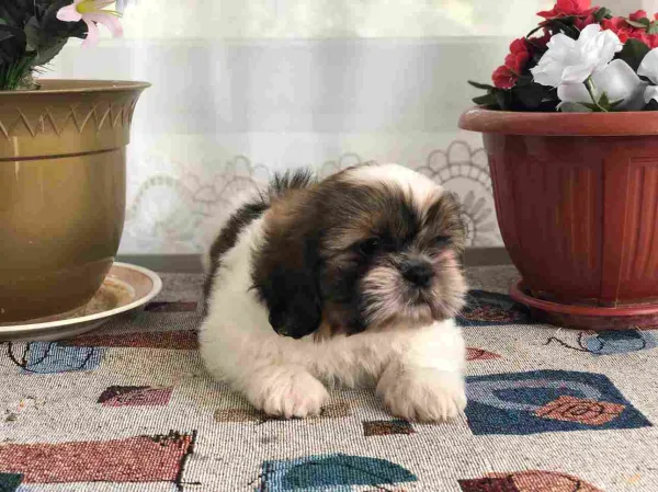 Shih Tzu Dog Breed Information  Characteristics