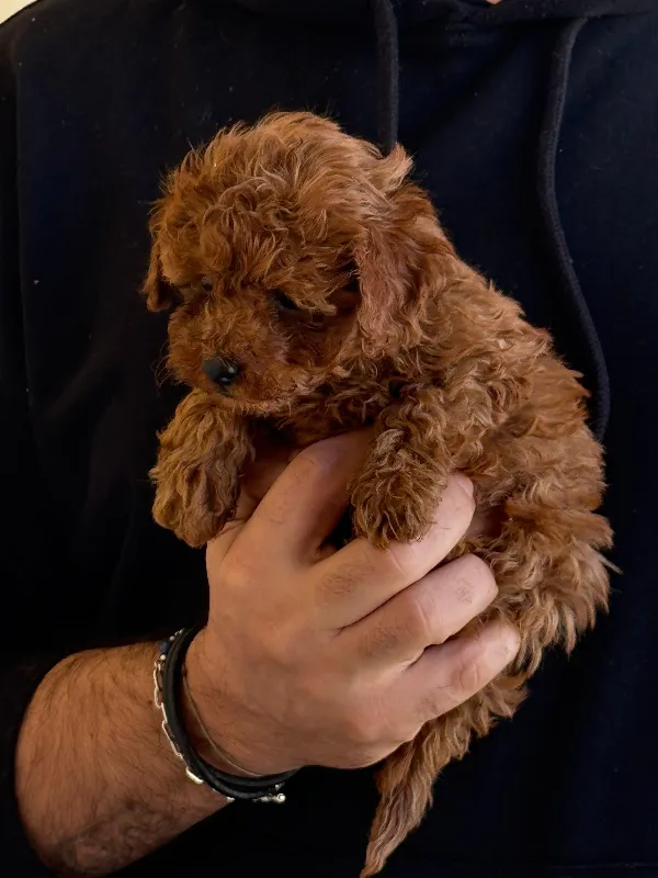 Meet mailo