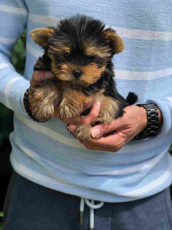 Yorkshire Terrier Sammy