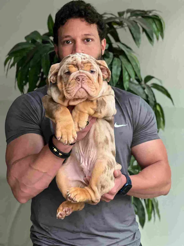 English Bulldog Hank
