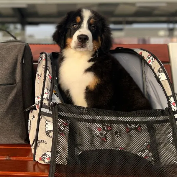 Bernese Mountain Dog Buddy
