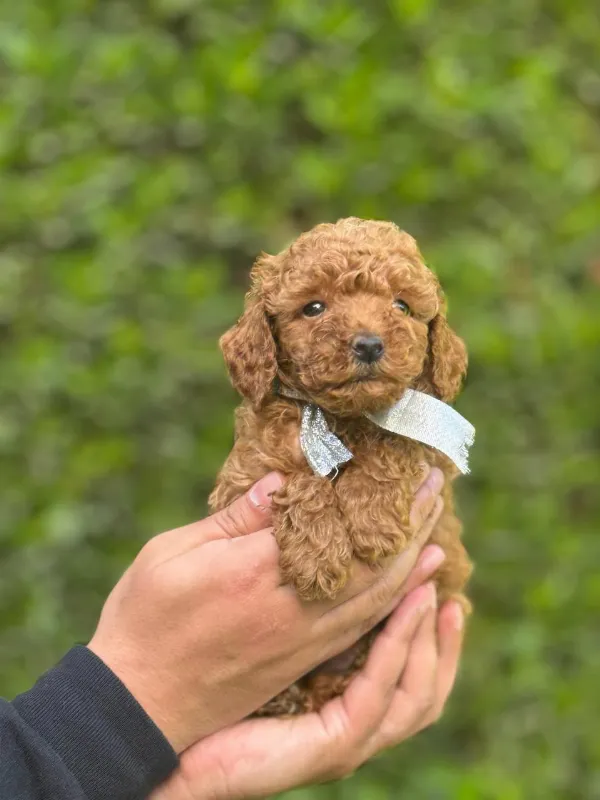 Meet Breeze