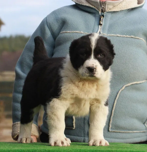 Alabai (Central Asian Shepherd Dog) Anton