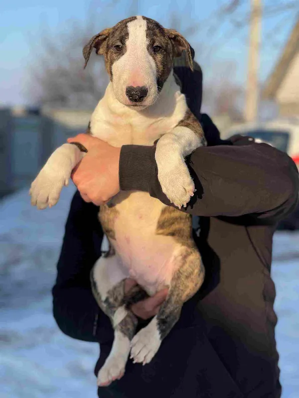 Bull Terrier Simba