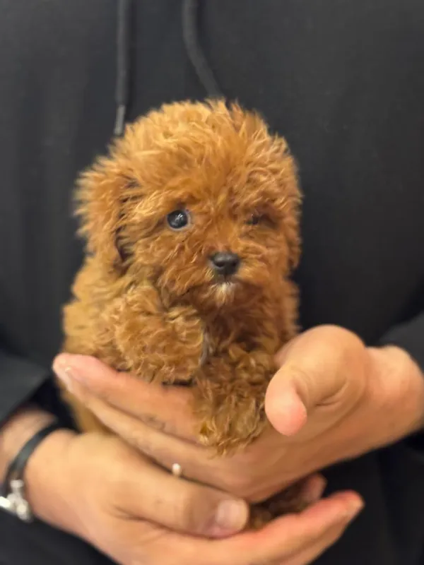 Meet Cash