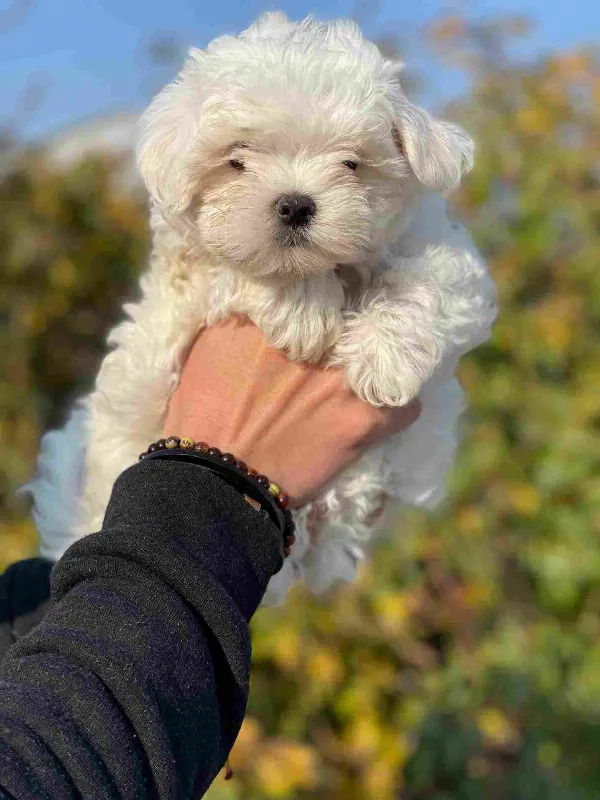 Maltese Bear