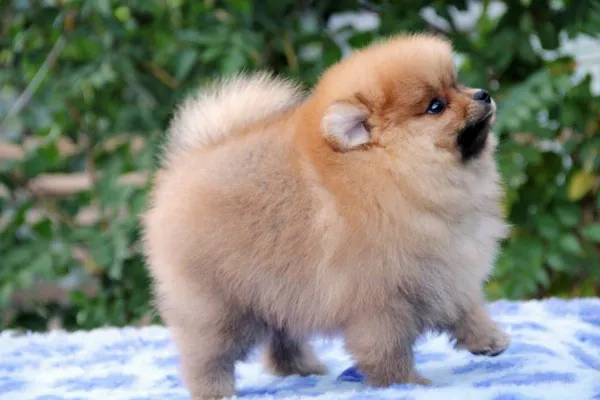 Pomeranian Lucky