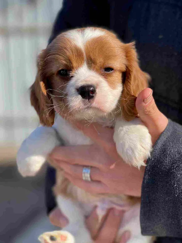 Cavalier King Charles Spaniel Rusty