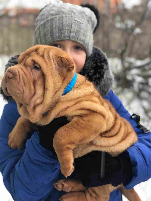 Shar-Pei Loki