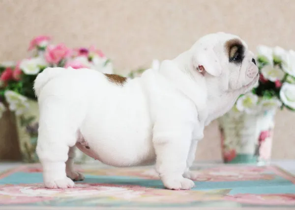 English Bulldog NONA