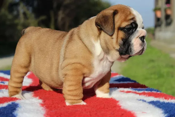 English Bulldog Momo