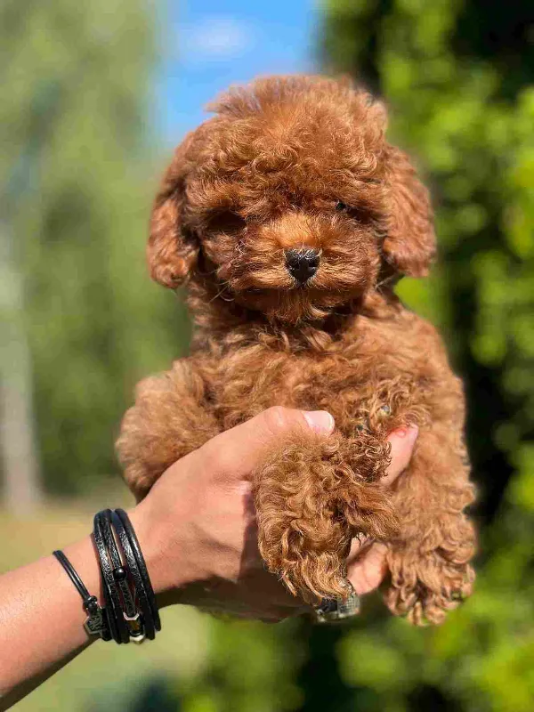 Poodle Ziggy