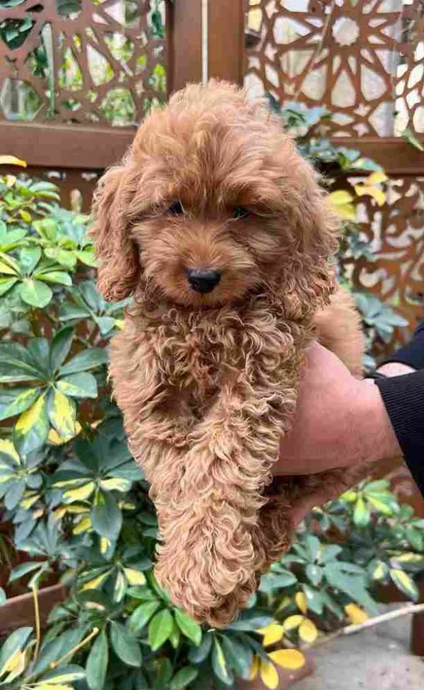 Poodle Luke