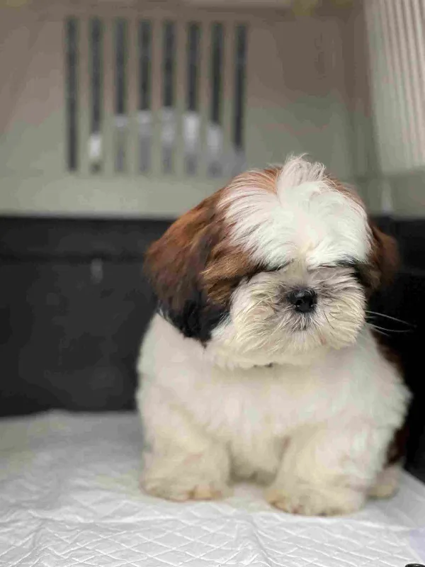 Shih Tzu Buster