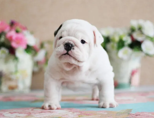 English Bulldog NELLIE