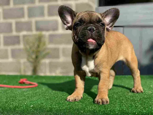 French Bulldog Copper