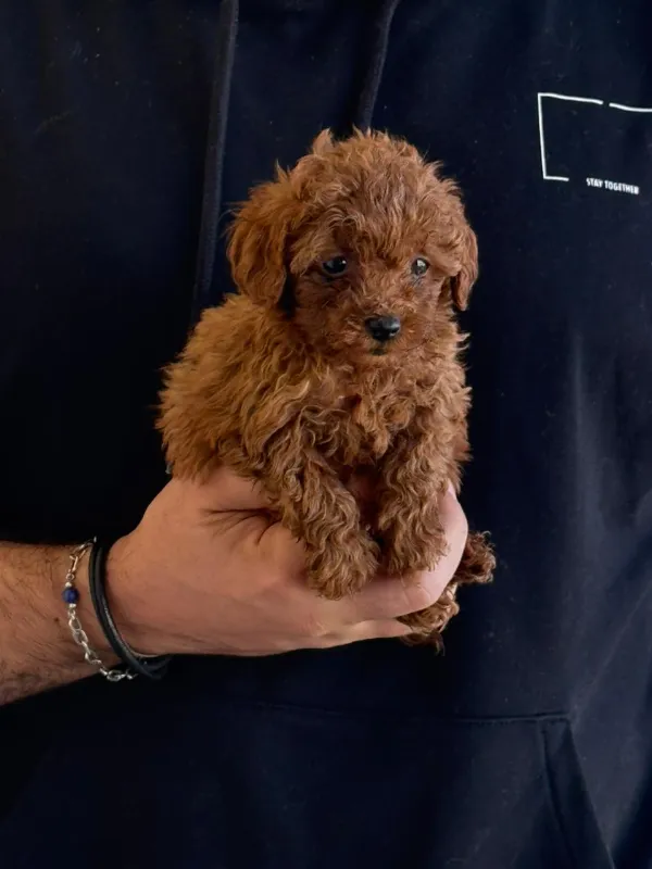 Poodle mailo