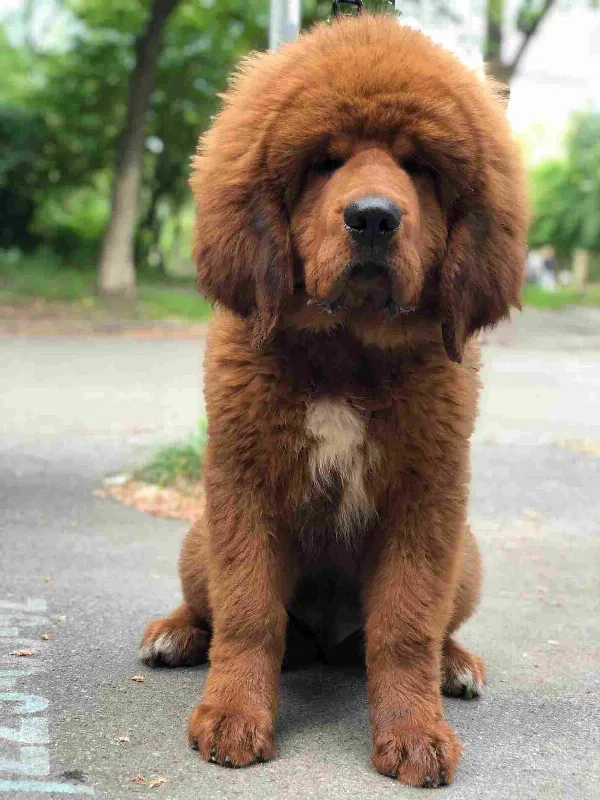 Tibetan Mastiff Duke