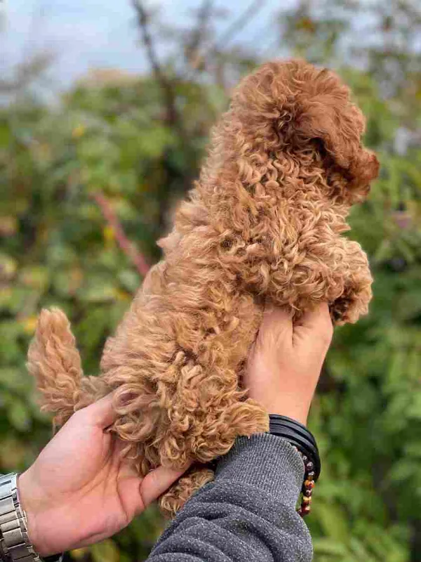 Poodle Ozzy